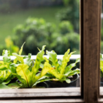 herbal garden